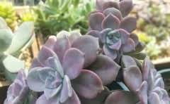 十字架标志的鞋子是什么牌子