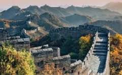 喝蒲公英茶的注意事项